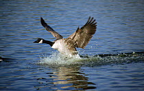 Canada goose {Branta canadensis} landing on water surface, Scotland, UK