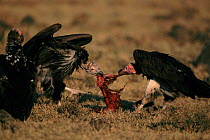 Lappet faced vultures scavenging at carcass, Masai Mara, Kenya, East Africa