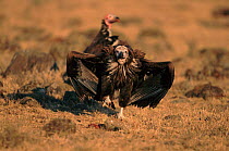 Lappet faced vulture approaching carcass, Masai Mara, Kenya, East Africa