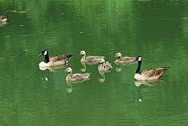 Canada geese family on water {Branta canadensis} Sussex UK