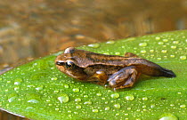 Common frog froglet {Rana temporaria}, legs visible and still with tail, Scotland, UK