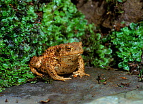 Common European toad, Scotland,  UK