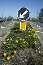 Dandelions {Taraxacum officinale} growing on traffic island, Inverness, Scotland