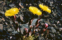 Coltsfoot in flower {Tussilago farfara} growing on waste ground, Scotland, UK