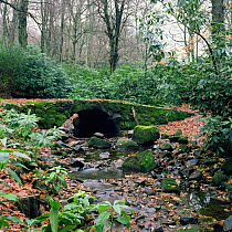 Small stone bridge over stream in ancient woodland with invasive Rhododendron, Bolton, Lancashire, UK.