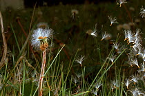 Seeds flying from Dandelion (Taraxacum officinale). Germany, Europe