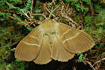 Fox moth {Macrothylacia rubi} resting on heather, UK