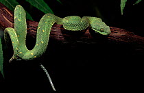 Green bush viper (Atheris chloroechis). West/Central Africa