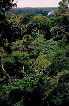 View over rainforest canopy, Epulu Ituri Reserve. Republic of Congo