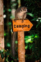 Crowned lemur {Eulemur coronatus} female on Camping sign in  Ankarana Reserve, northern Madagascar