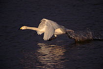 Whooper swan taking off from water, UK winter. Sequence 2/3