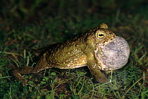 Natterjack toad calling, Spain.