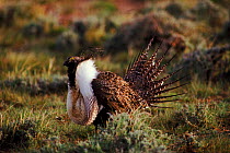 Sage hen (Sage grouse) male displaying at lek to attract females.