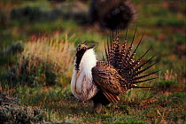 Sage hen (Sage grouse) male displaying at lek to attract females