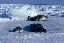 Hooded seal {Cystophora cristata} Male nasal display. Gulf of St. Lawrence, Canada