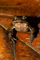 Giant toad {Bufo marinus} in Manu National Park, Peru
