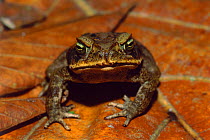 Giant toad {Bufo marinus} Manu National Park, Peru