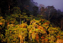 Primary lowland rainforest, Manu National Park, Peru