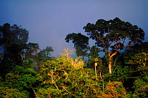 Primary lowland rainforest, Manu National Park, Peru