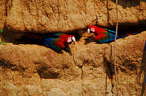 Red and green macaws feeding on minerals at clay lick, Manu National Park, Peru.