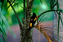 Yellow rumped cacique male {Cacicus cela} Peru Not available for ringtone/wallpaper use.
