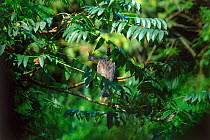 Hoatzin in tree, Manu National Park, Peru.