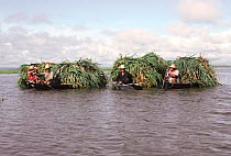 Local people collect aquatic grass for cattle feed in boats, Varzea, Amazonia Brazil