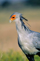 Secretary bird {Sagittarius serpentarius} head profile, Gemsbok NP, Kalahari, South Africa.