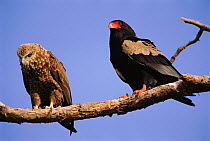 Bateleur eagle {Terathopius ecaudatus} adult with juvenile Kruger NP South Africa