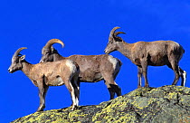 Bighorn sheep {Ovis canadensis} Yellowstone NP, USA