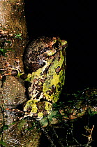 Warty green burrowing frog singing at night, Matadia National Park, Madagascar.