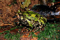 Warty green burrowing frog singing at night, Matadia, Madagascar.