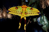 Madagascar moon moth female just emerged from cocoon