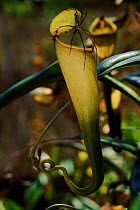 Lynx spider {Peucetia madagascariensis} on pitcher plant {Nepenthes madagascariences}, Madagascar