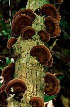 Bracket fungus, Nosy Mangabe Reserve, North East Madagascar.