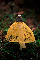 Veiled Stinkhorn fungus growing in rainforest, Madagascar.