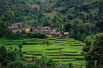 Varary village and rice paddies, near Mananara Biosphere Reserve north east Madagascar.