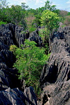 Limestone karst ' tsingy' formations in Bemaraha NP, western Madagascar.