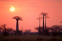 Grandidier's Baobabs at sunrise near Morondava, western Madagascar.