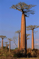 Grandidier's Baobab trees in morning sun near Morondava, western Madagascar.