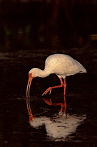 White ibis feeding in water in the Everglades, Florida, USA