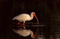 White ibis, Evergaldes, Florida, USA