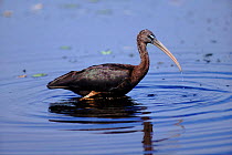 Glossy ibis wading, Florida Everglades, USA