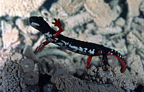 Spectacled salamander {Salamandrina terdigitata} Italy