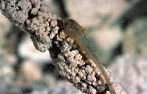 Spectacled salamander tadpole with front and back legs {Salamandrina terdigitata} Italy