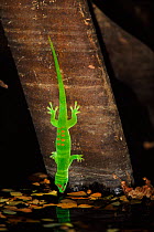 Day gecko drinking, Ankarana NP, Madagascar