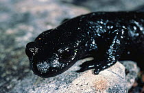 Alpine salamander portrait {Salamandra atra} Italy