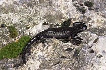 Alpine salamander {Salamandra atra} Italy