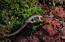 Sardinian cave salamander {Hydromantes genei} Italy