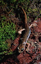 Sardinian cave salamander {Hydromantes genei} Italy